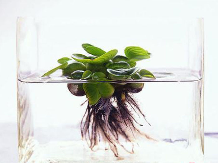 浮水植物水葫芦
