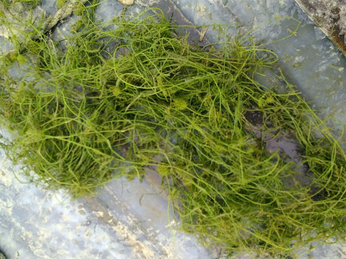 沉水植物轮藻