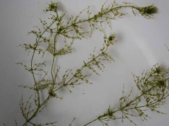沉水植物轮藻