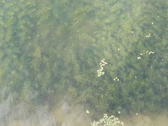沉水植物轮叶黑藻