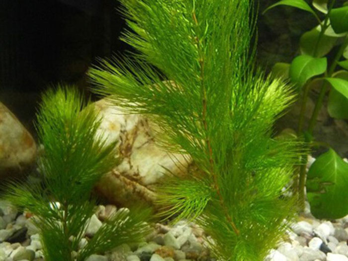 沉水植物金鱼藻