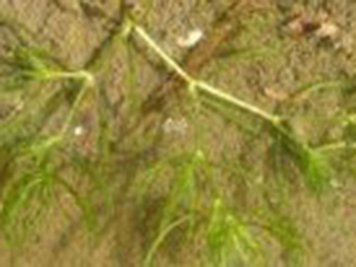 沉水植物大茨藻
