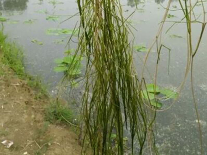 沉水植物篦齿眼子菜