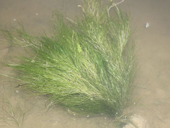 沉水植物篦齿眼子菜