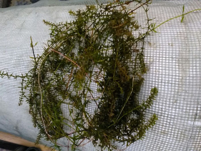 沉水植物伊乐藻