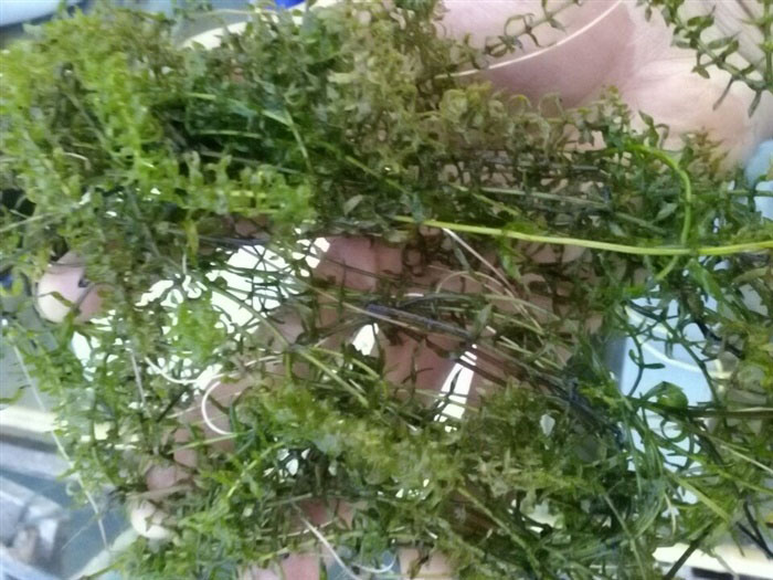 沉水植物伊乐藻