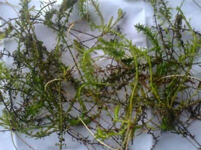 沉水植物伊乐藻