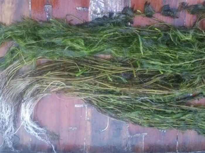 沉水植物穗花狐尾藻