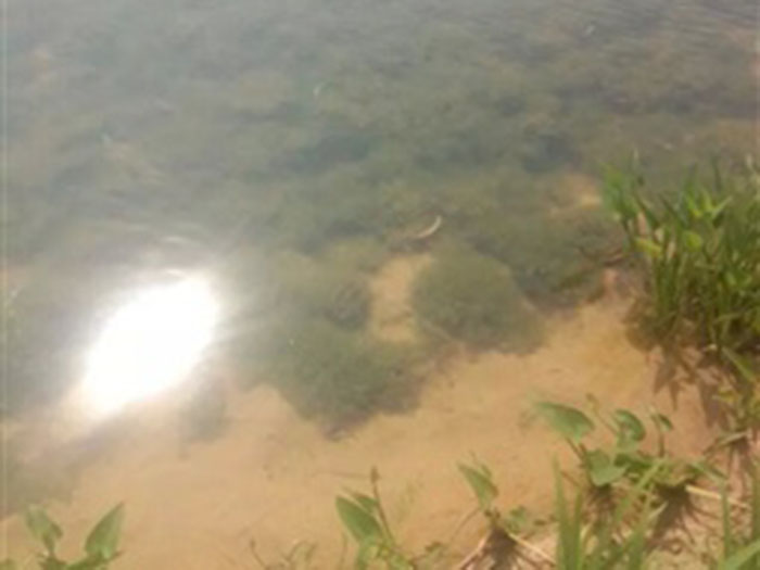 沉水植物轮藻