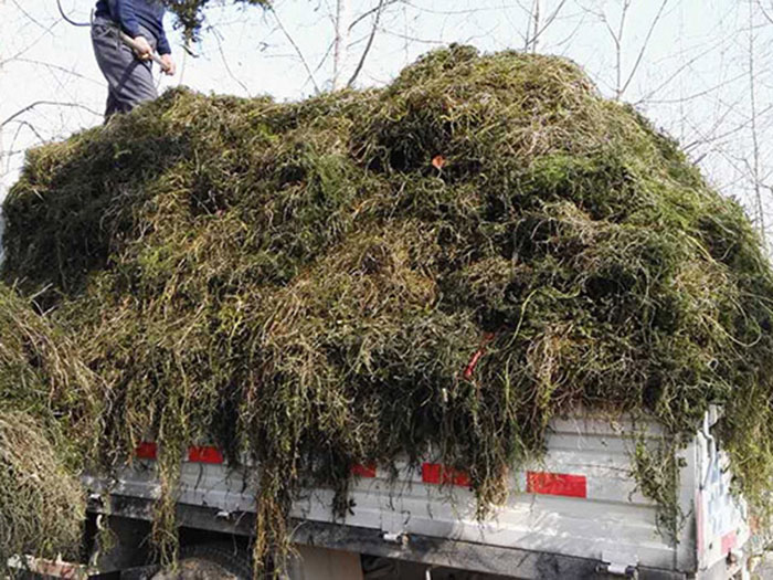 沉水植物
