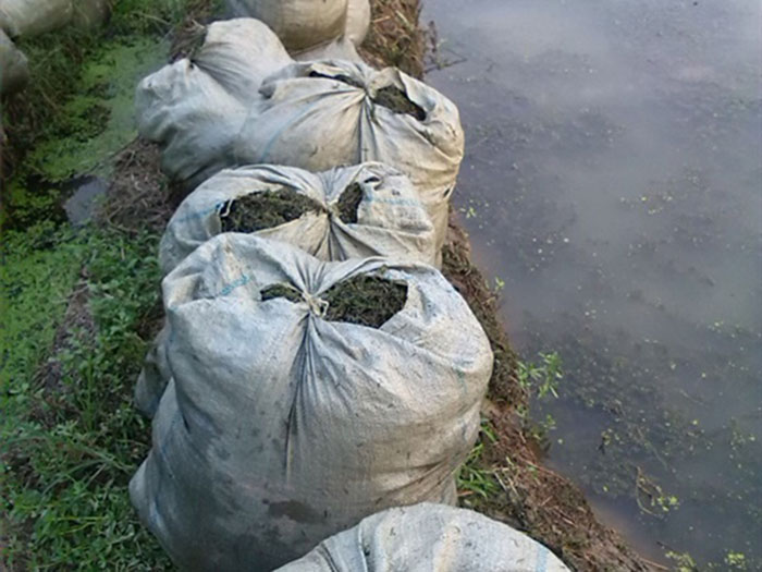 沉水植物轮叶黑藻