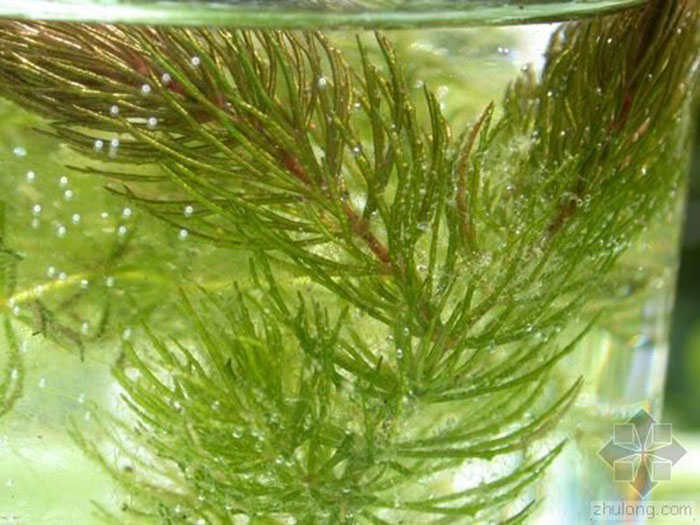沉水植物金鱼藻