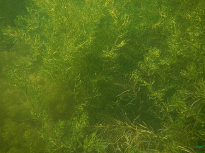 沉水植物大茨藻